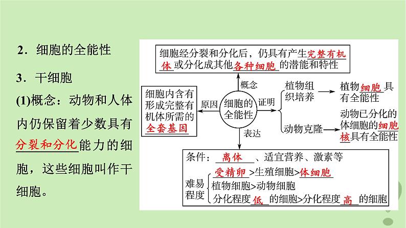 2024版高考生物一轮总复习第4单元细胞的生命历程第13课细胞的分化衰老和死亡课件07