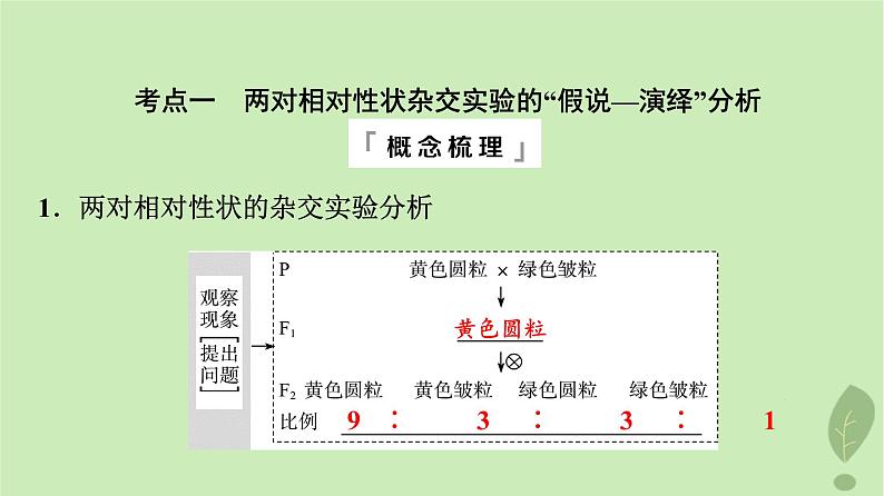 2024版高考生物一轮总复习第5单元遗传的基本规律与伴性遗传第15课基因的自由组合定律课件第4页