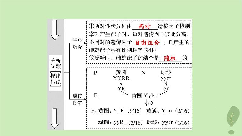 2024版高考生物一轮总复习第5单元遗传的基本规律与伴性遗传第15课基因的自由组合定律课件第5页