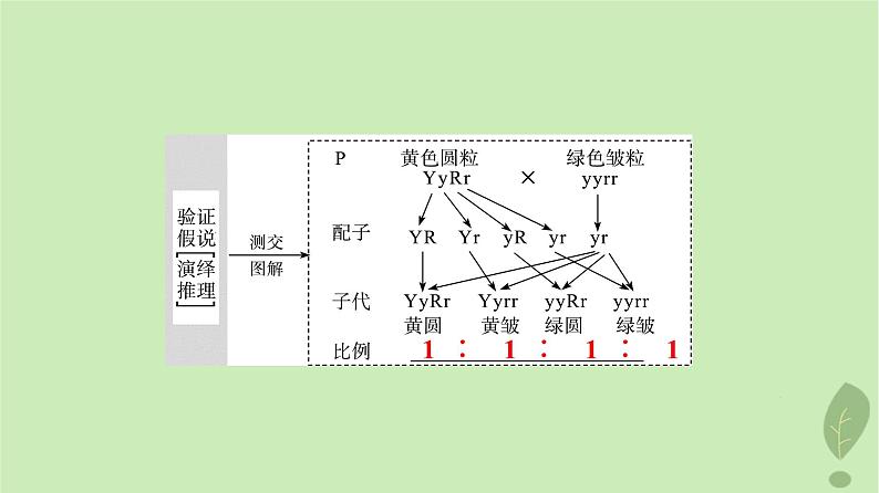 2024版高考生物一轮总复习第5单元遗传的基本规律与伴性遗传第15课基因的自由组合定律课件第6页