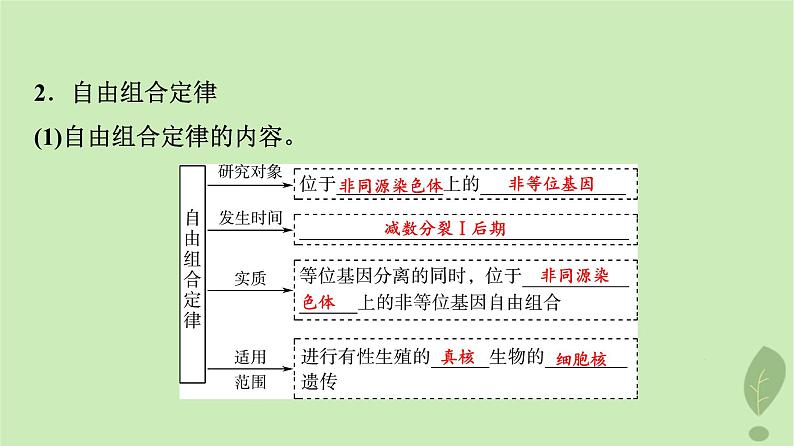 2024版高考生物一轮总复习第5单元遗传的基本规律与伴性遗传第15课基因的自由组合定律课件第7页