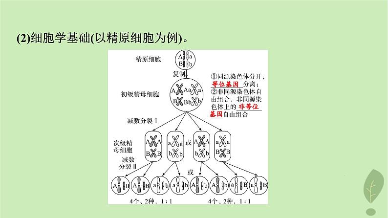 2024版高考生物一轮总复习第5单元遗传的基本规律与伴性遗传第15课基因的自由组合定律课件第8页