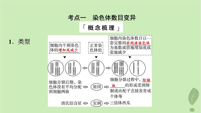 2024版高考生物一轮总复习第7单元生物的变异育种与进化第21课染色体变异课件04