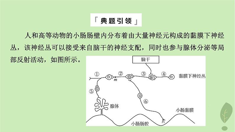 2024版高考生物一轮总复习第8单元生命活动的调节高频考点进阶课4.兴奋传导与传递的相关分析课件第3页