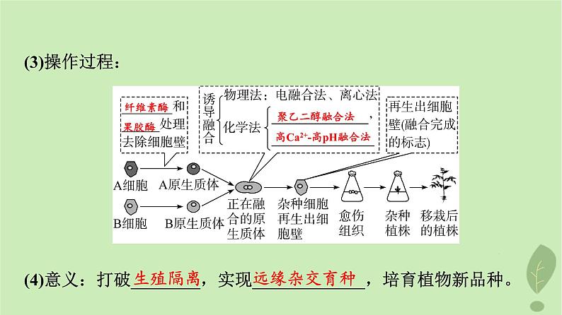 2024版高考生物一轮总复习第10单元生物技术与工程第37课植物细胞工程课件08