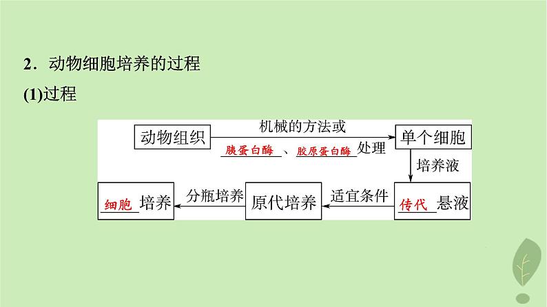 2024版高考生物一轮总复习第10单元生物技术与工程第38课动物细胞工程课件第7页