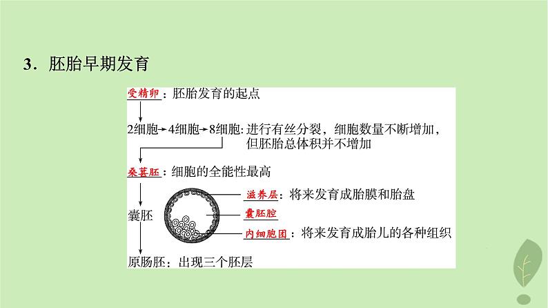 2024版高考生物一轮总复习第10单元生物技术与工程第39课胚胎工程生物技术的安全性与伦理问题课件06