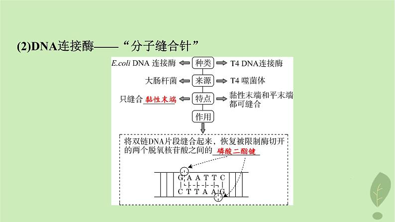 2024版高考生物一轮总复习第10单元生物技术与工程第40课基因工程课件06