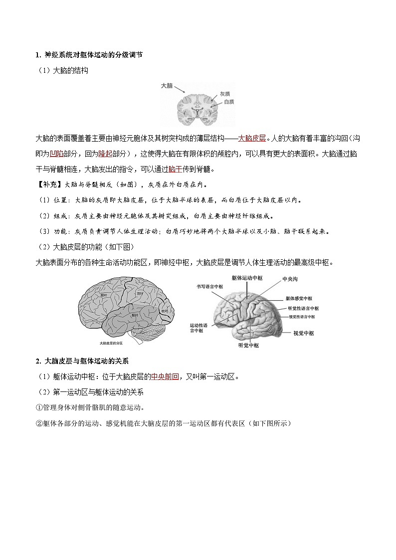 2.4 神经系统的分级调节（学生版）-高二生物同步讲义（人教版选择性必修1）第2页