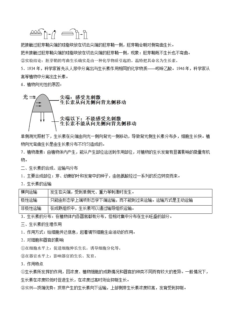 5.1 植物生长素-高二生物同步讲义（人教版选择性必修1）03