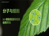 高中生物人教版（2019）必修1第二章2.5《核酸是遗传信息的携带者》课件+同步练习