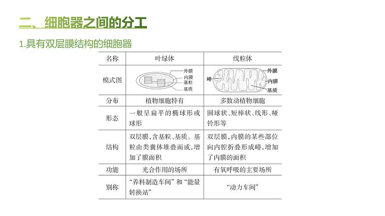 高中生物人教版（2019）必修1第三章3.2《细胞器之间的分工合作》课件第6页