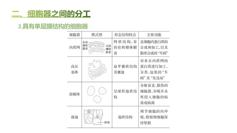 高中生物人教版（2019）必修1第三章3.2《细胞器之间的分工合作》课件第8页