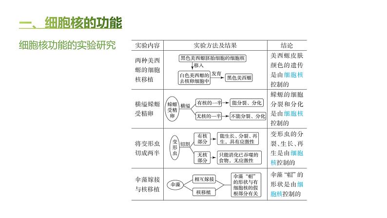 高中生物人教版（2019）必修1第三章3.3《细胞核的结构和功能》课件+同步练习03