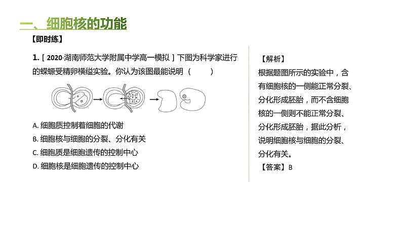 高中生物人教版（2019）必修1第三章3.3《细胞核的结构和功能》课件+同步练习08