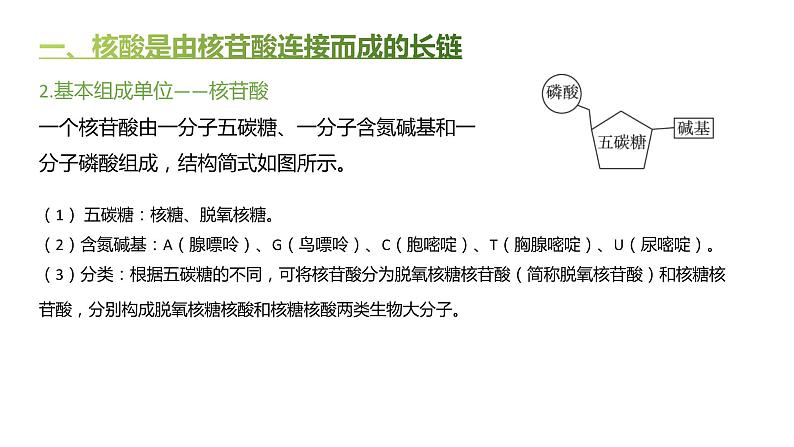 高中生物人教版（2019）必修1第二章2.5《核酸是遗传信息的携带者》课件+同步练习04