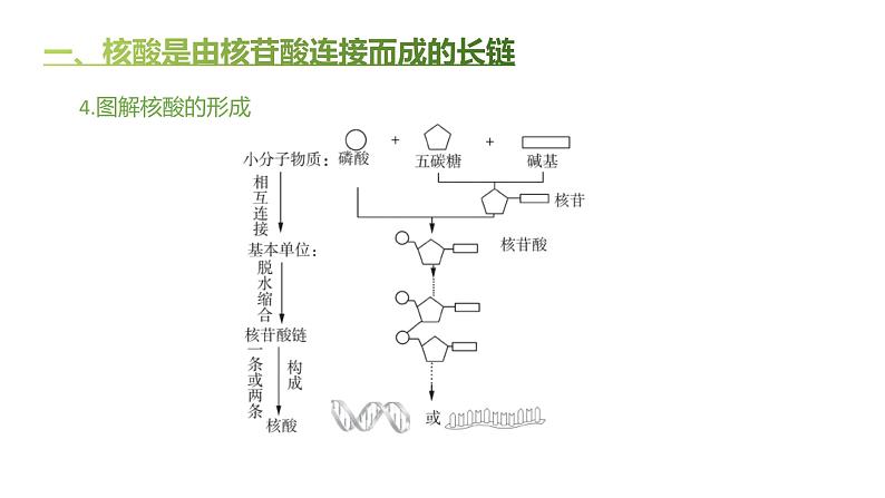 高中生物人教版（2019）必修1第二章2.5《核酸是遗传信息的携带者》课件+同步练习06