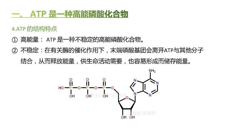 高中生物人教版（2019）必修1第五章5.2《细胞的能量“货币”ATP》课件+同步练习05