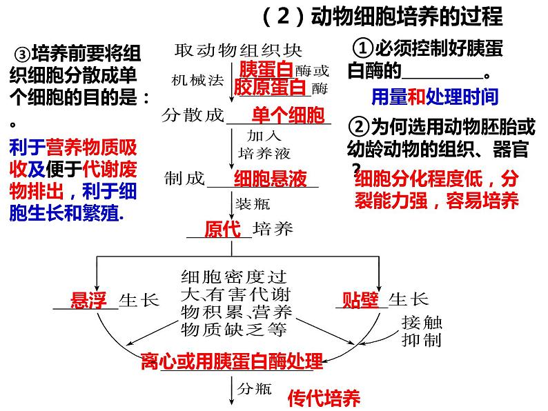 2023届高三生物第一轮复习： 动物细胞工程 课件第5页