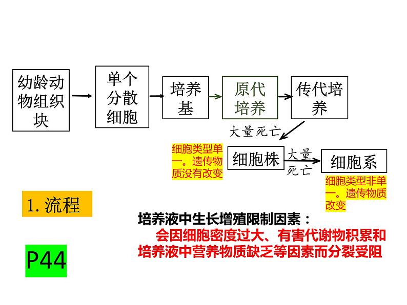 2023届高三生物第一轮复习： 动物细胞工程 课件第6页