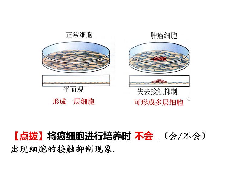 2023届高三生物第一轮复习： 动物细胞工程 课件第7页