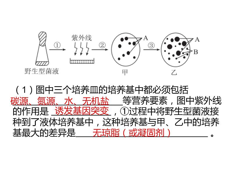 2023届高三生物第一轮复习： 微生物培养技术及应用 课件第3页