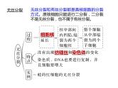 2023届高三生物第一轮复习：观察根尖分生区组织细胞的有丝分裂实验  课件