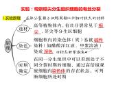 2023届高三生物第一轮复习：观察根尖分生区组织细胞的有丝分裂实验  课件