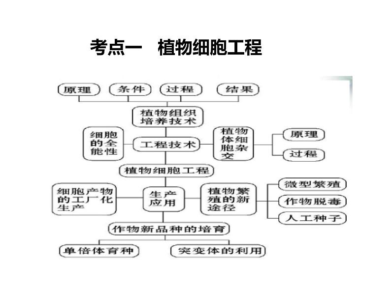 2023届高三生物第一轮复习： 植物细胞工程 课件第3页