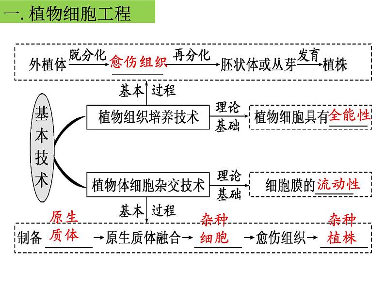 2023届高三生物第一轮复习： 植物细胞工程 课件第4页