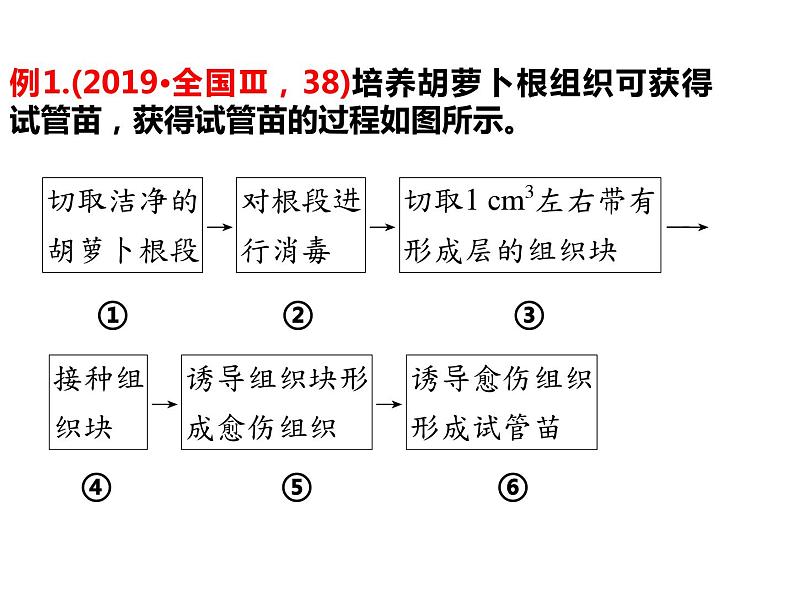 2023届高三生物第一轮复习： 植物细胞工程 课件第5页