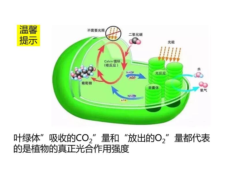 2023届高三生物第一轮复习：光合作用的影响因素及应用  课件第6页