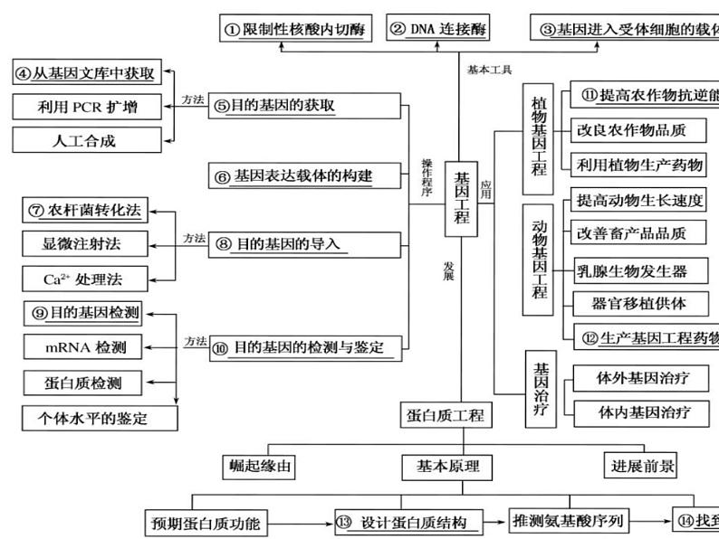 2023届高三生物第一轮复习：基因工程与生物技术的安全性及伦理道德  课件第2页