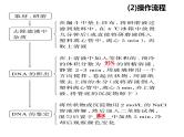 2023届高三生物第一轮复习：基因工程与生物技术的安全性及伦理道德  课件