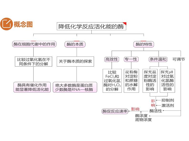 2023届高三生物第一轮复习：酶 课件02