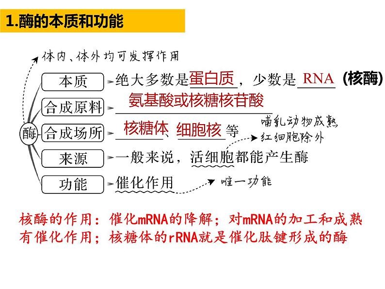 2023届高三生物第一轮复习：酶 课件06