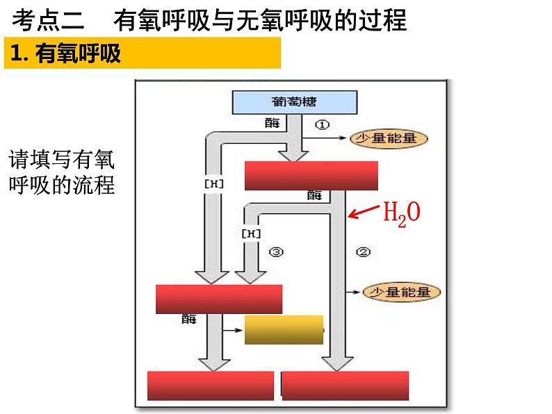 2023届高三生物第一轮复习：细胞呼吸  课件04