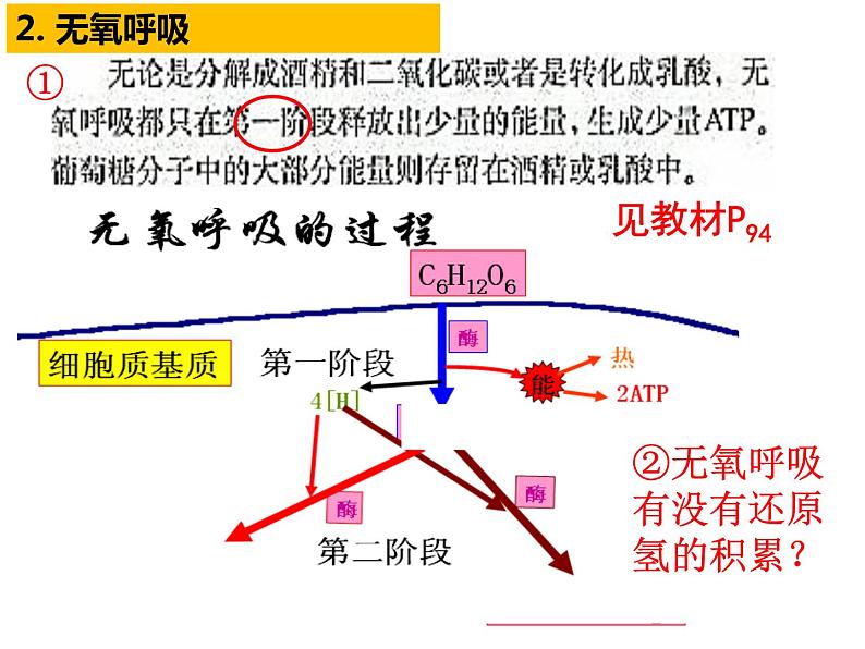 2023届高三生物第一轮复习：细胞呼吸  课件07