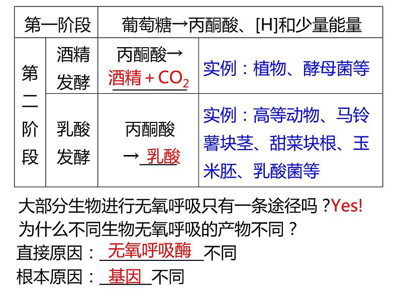 2023届高三生物第一轮复习：细胞呼吸  课件08