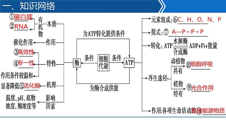 2023届高三生物二轮复习课件：ATP和酶第3页