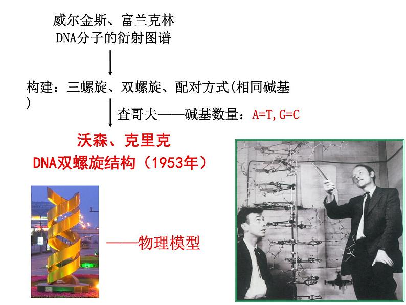 2023届高三生物一轮复习：DNA的结构、复制与基因的本质 课件第3页