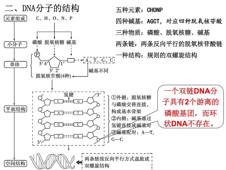 2023届高三生物一轮复习：DNA的结构、复制与基因的本质 课件第4页