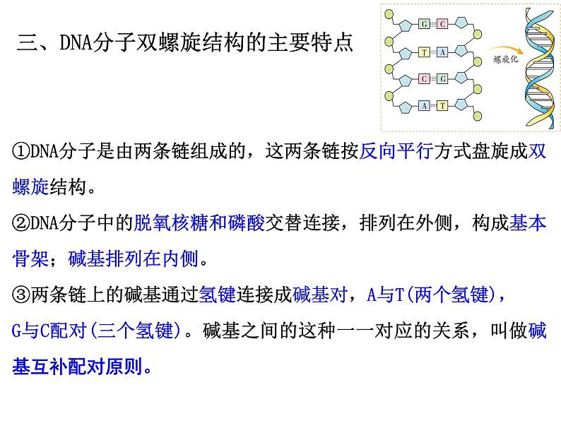 2023届高三生物一轮复习：DNA的结构、复制与基因的本质 课件第5页