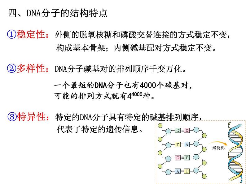 2023届高三生物一轮复习：DNA的结构、复制与基因的本质 课件第6页