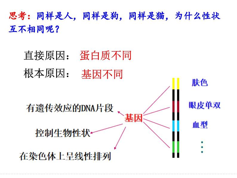 2023届高三生物一轮复习：基因的表达 课件第2页