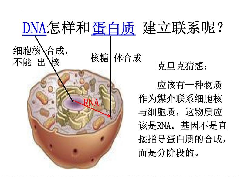 2023届高三生物一轮复习：基因的表达 课件第3页