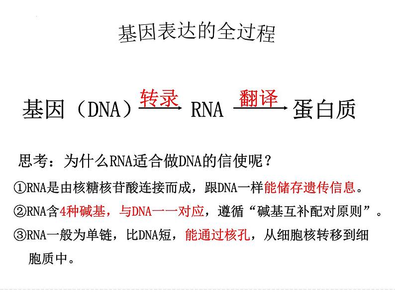 2023届高三生物一轮复习：基因的表达 课件第4页