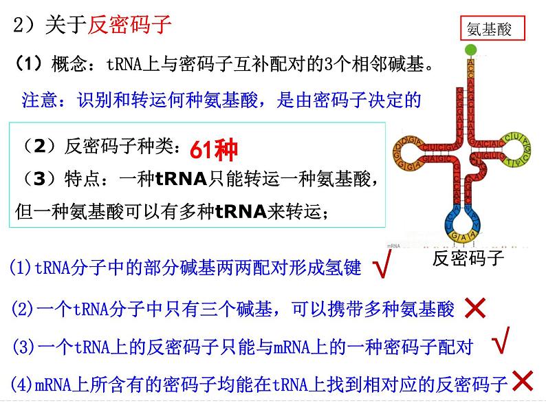 2023届高三生物一轮复习：基因的表达 课件第8页