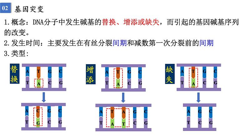 2023届高三生物一轮复习：基因突变和基因重组 课件04