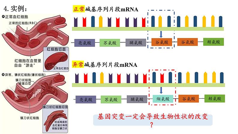 2023届高三生物一轮复习：基因突变和基因重组 课件05